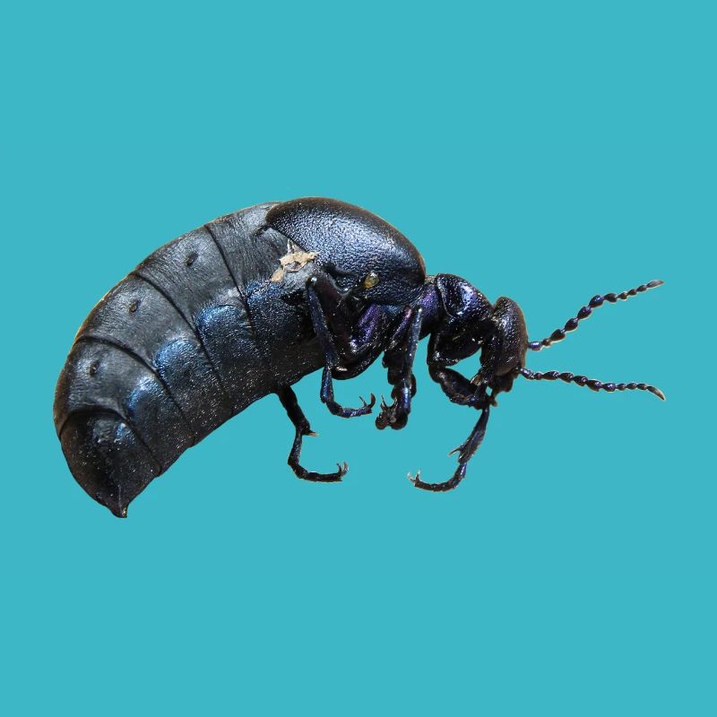 Insecte coléoptère