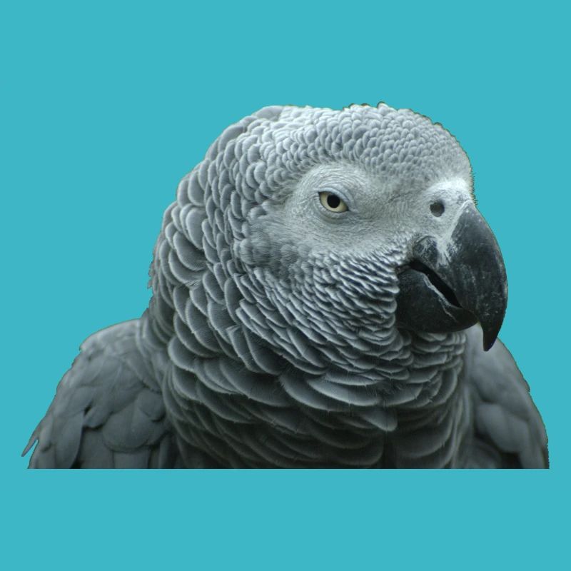 Portrait de perroquet gris