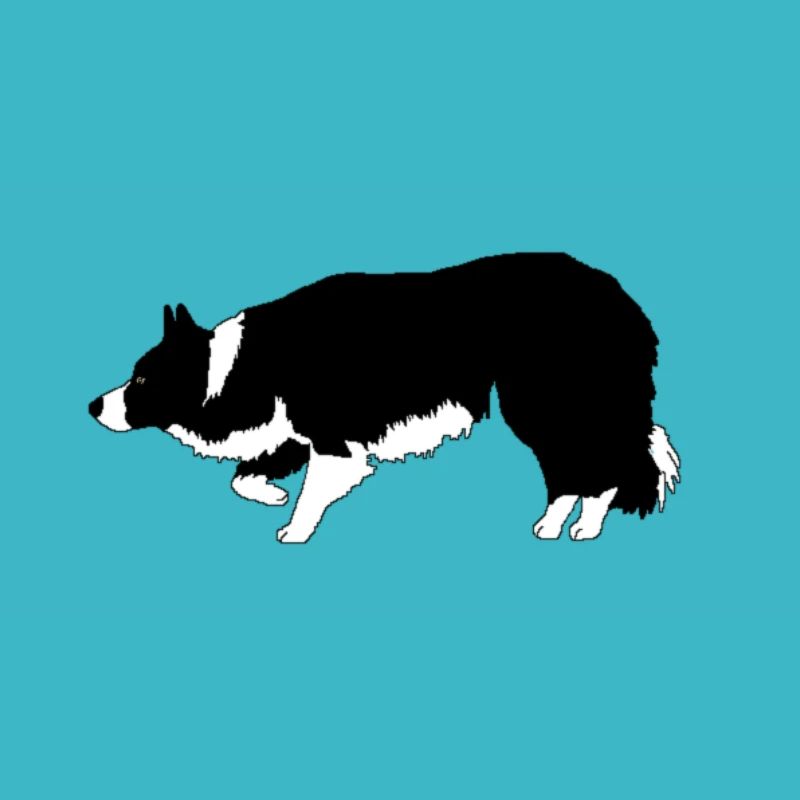 Border Collie herding dog