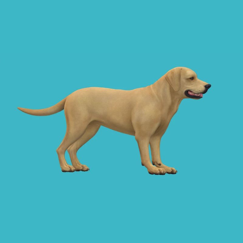 Conception de chiens