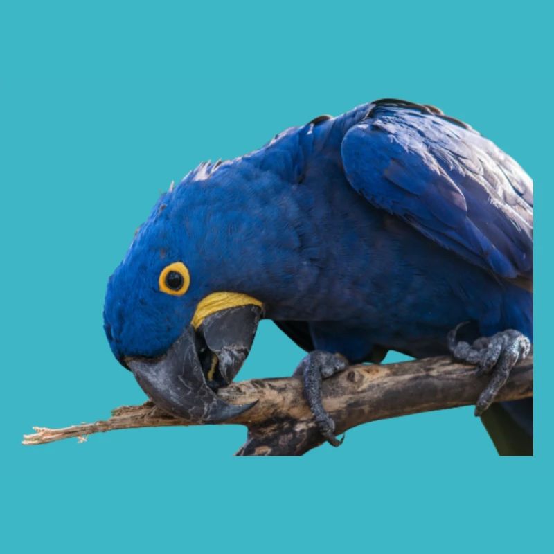 Vue de visage de perroquet d’ara de Jacinth
