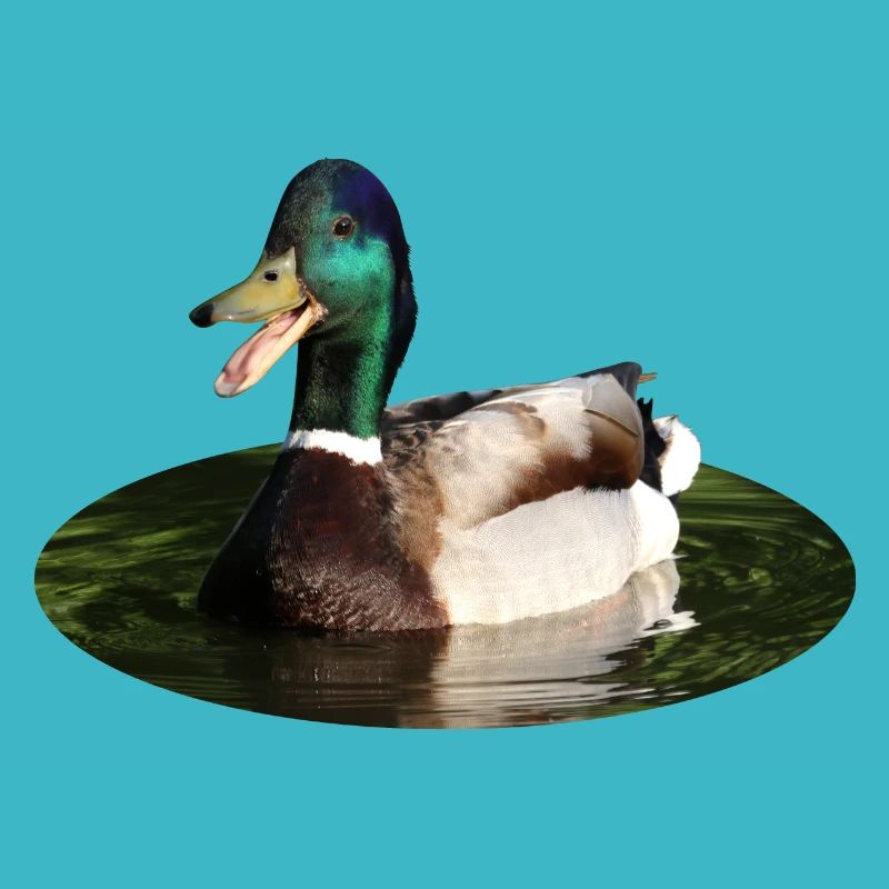 Canard colvert