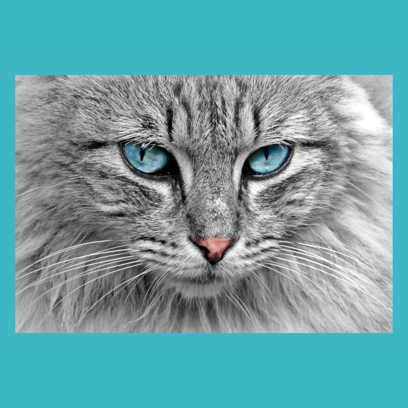 Katze