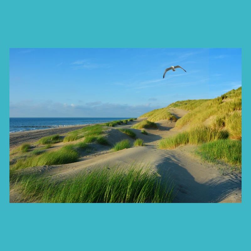 North Sea dunes