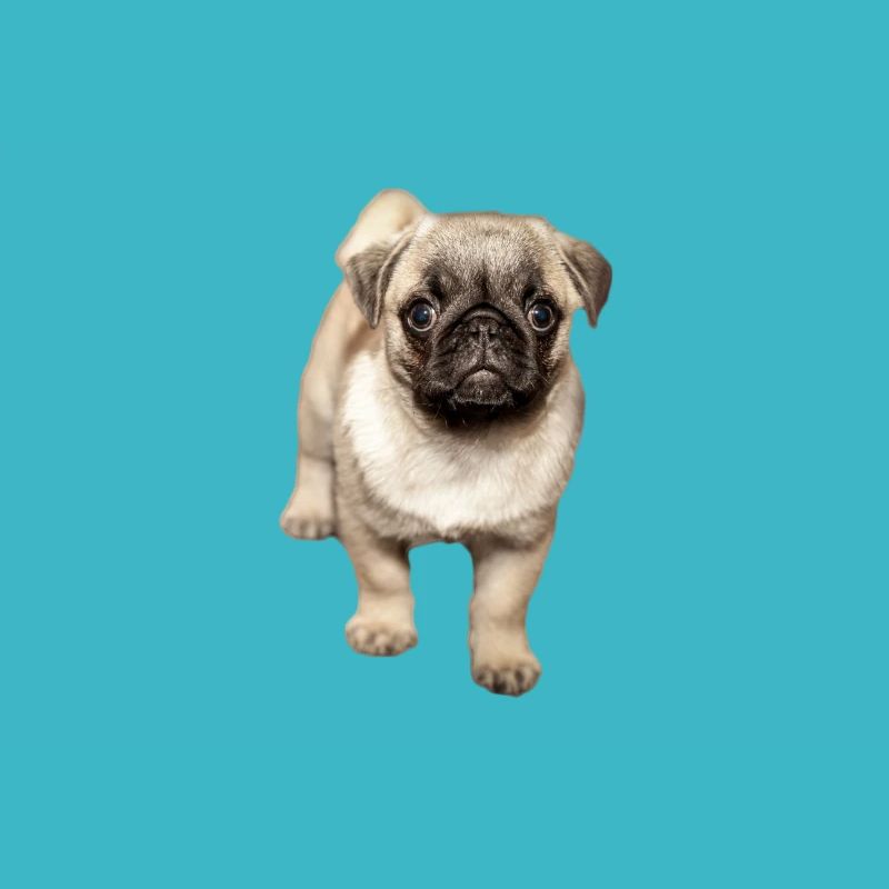 sweet squinting pug