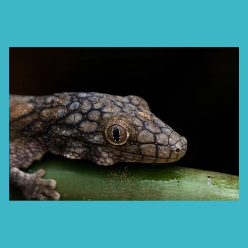 Eurydactylodes symmetricus - Gecko de Neukalédonien