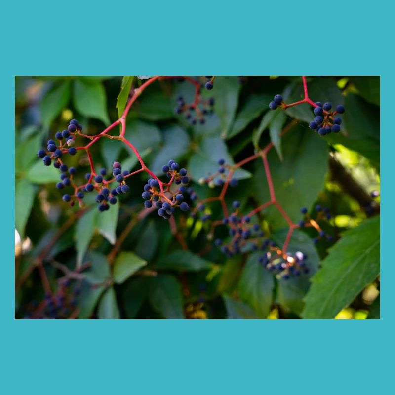Efeu Beeren