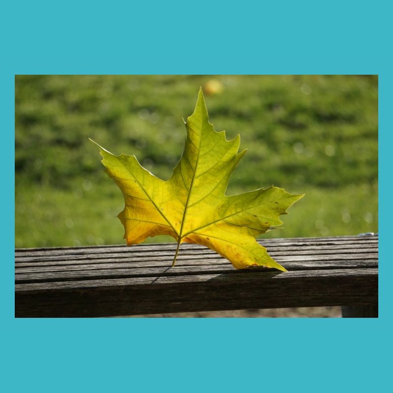 Lonely maple leaf