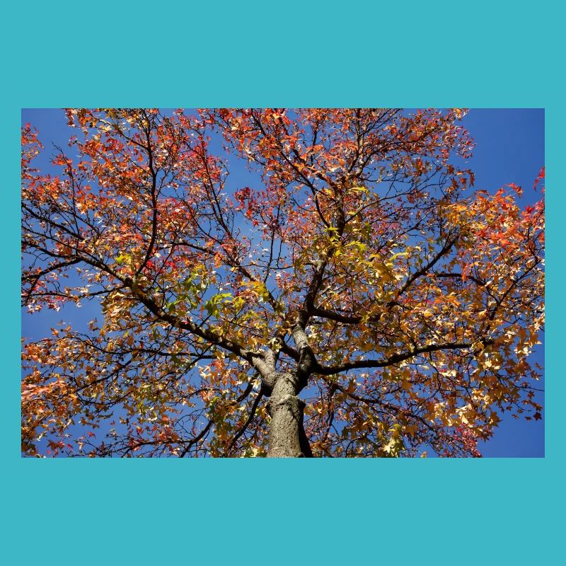 Maple