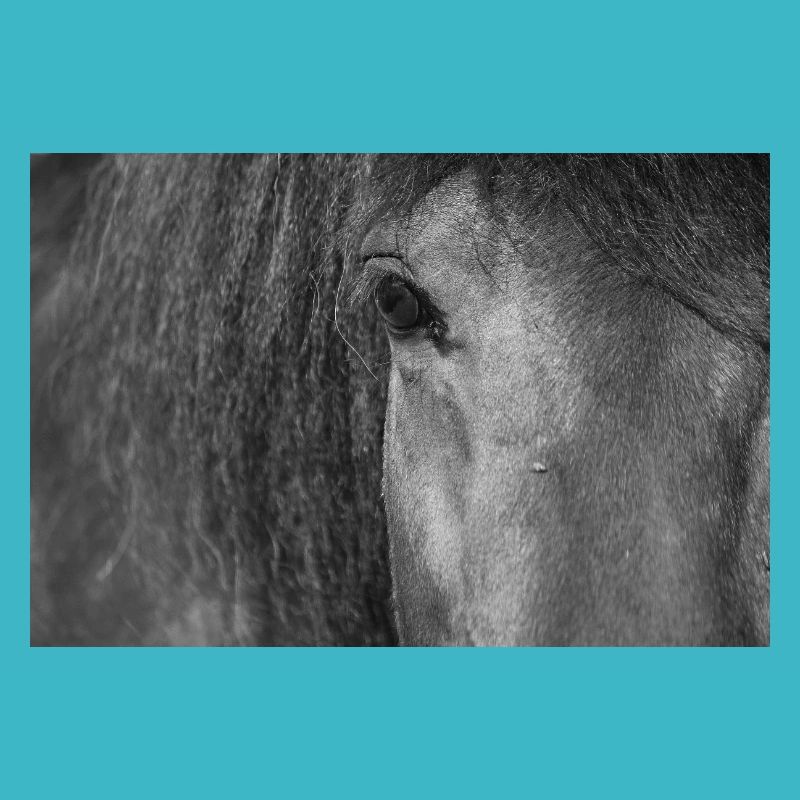 Oeil de cheval