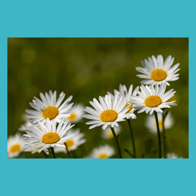 Daisies