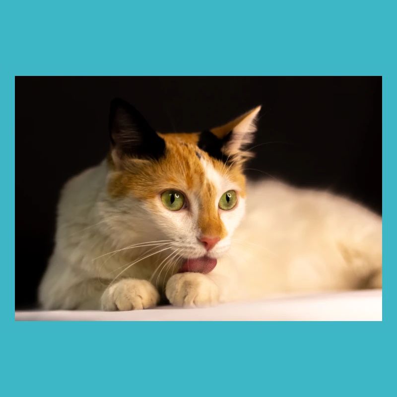 le chat