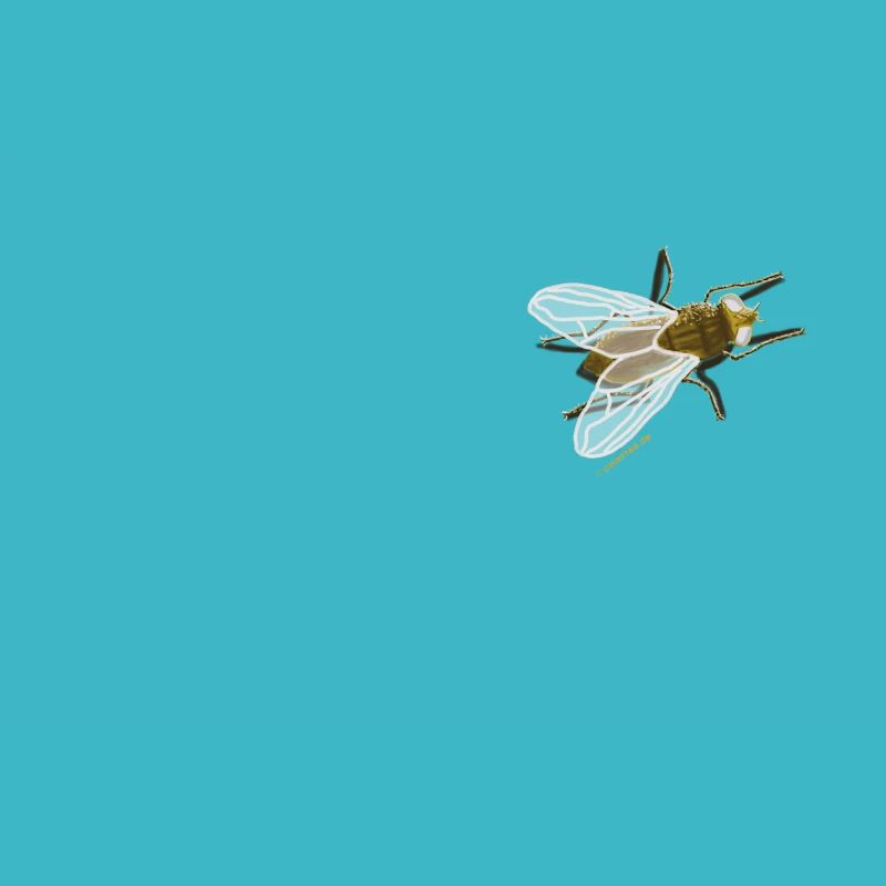 La mouche - la mouche