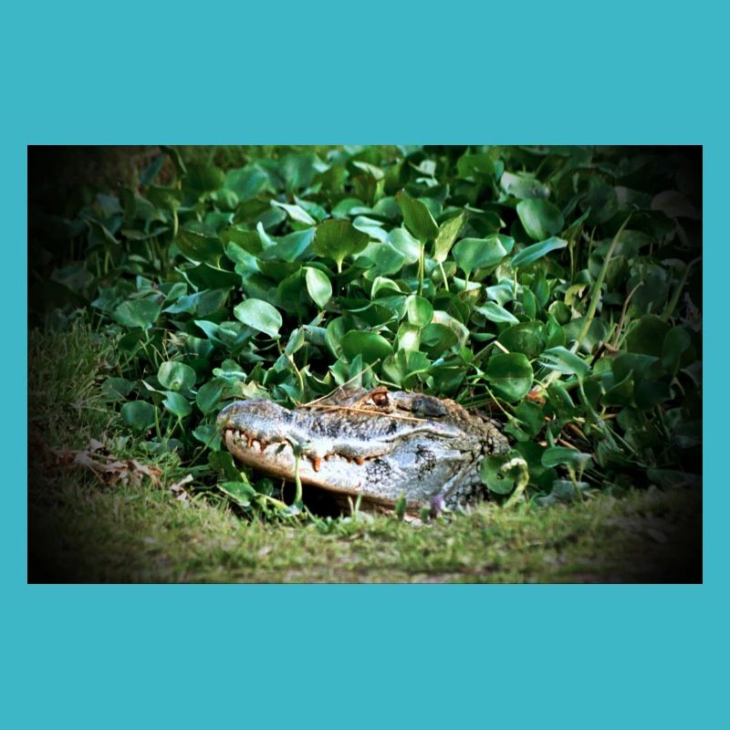 Caiman - 2