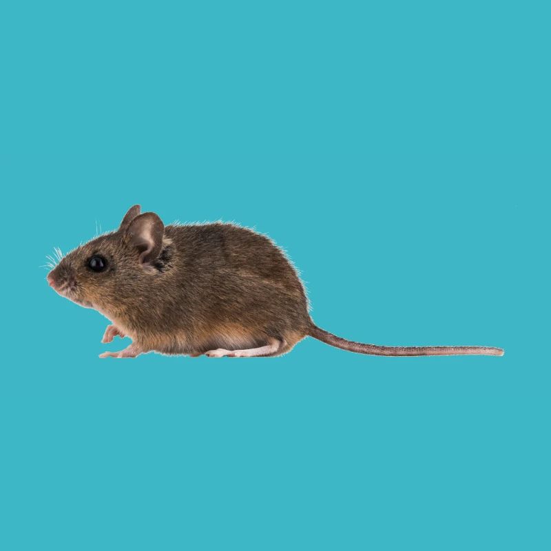 A mouse