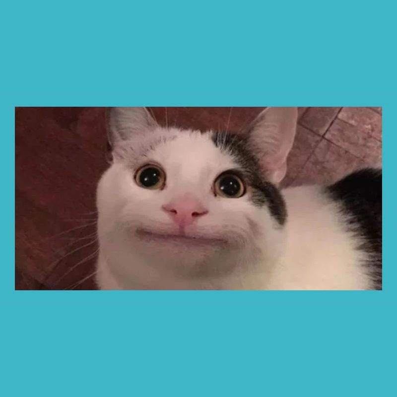 meme cat
