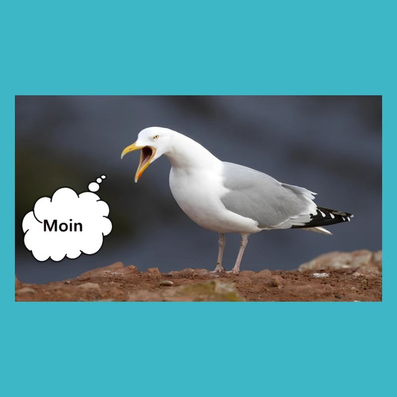 Moin Möwe