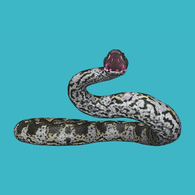 Abgottschlange, Boa Constrictor, Schlange