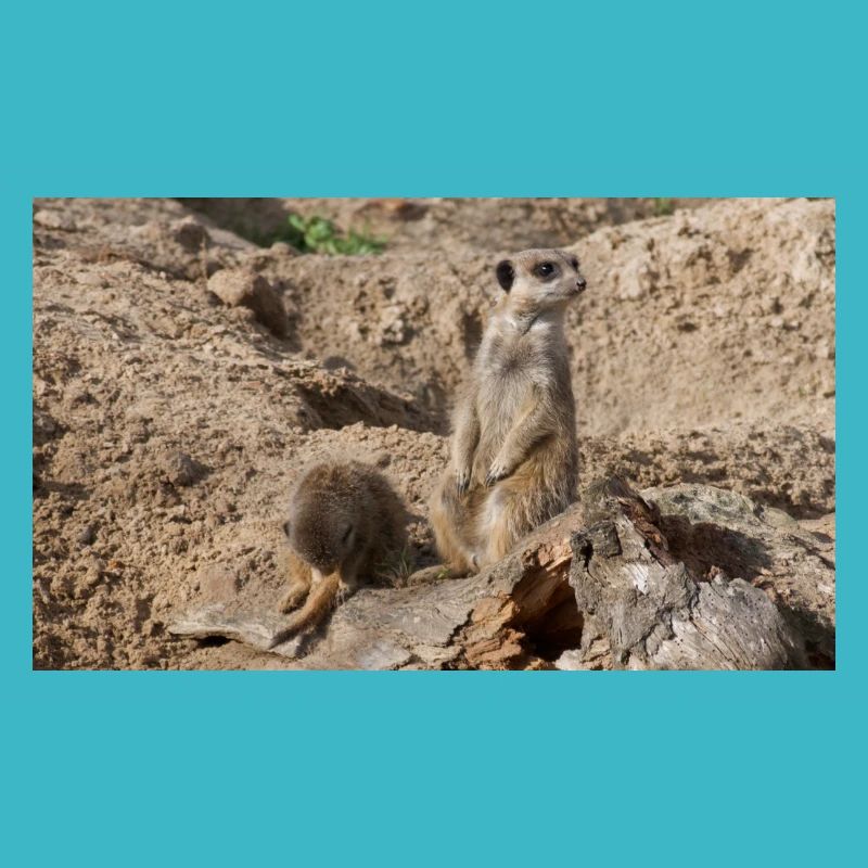 Deux suricates