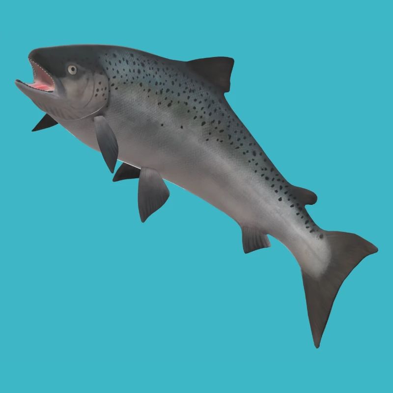 Saumon sauvage 3D