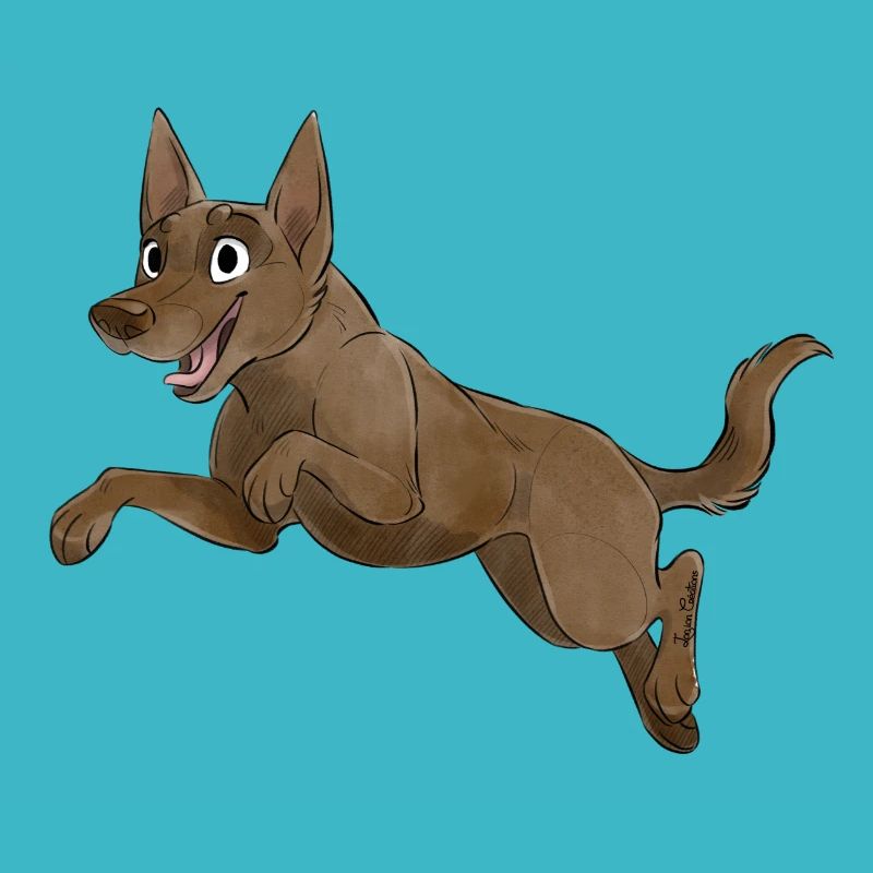 Sporthund - Kelpie - Schokolade