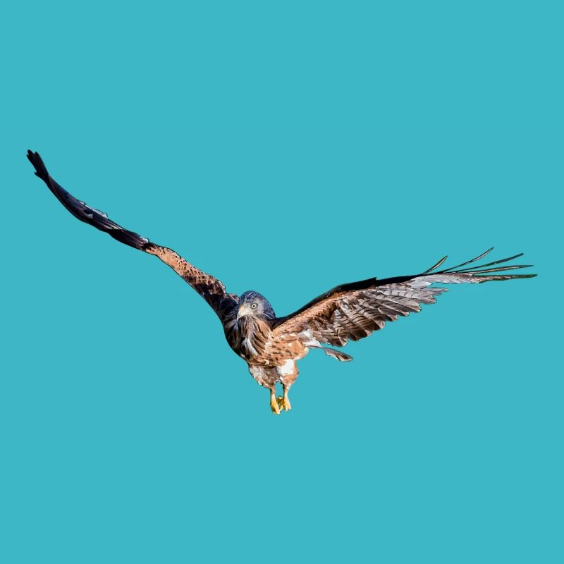 Greifvogel, Rotmilan, Gabelweihe, Königsweihe