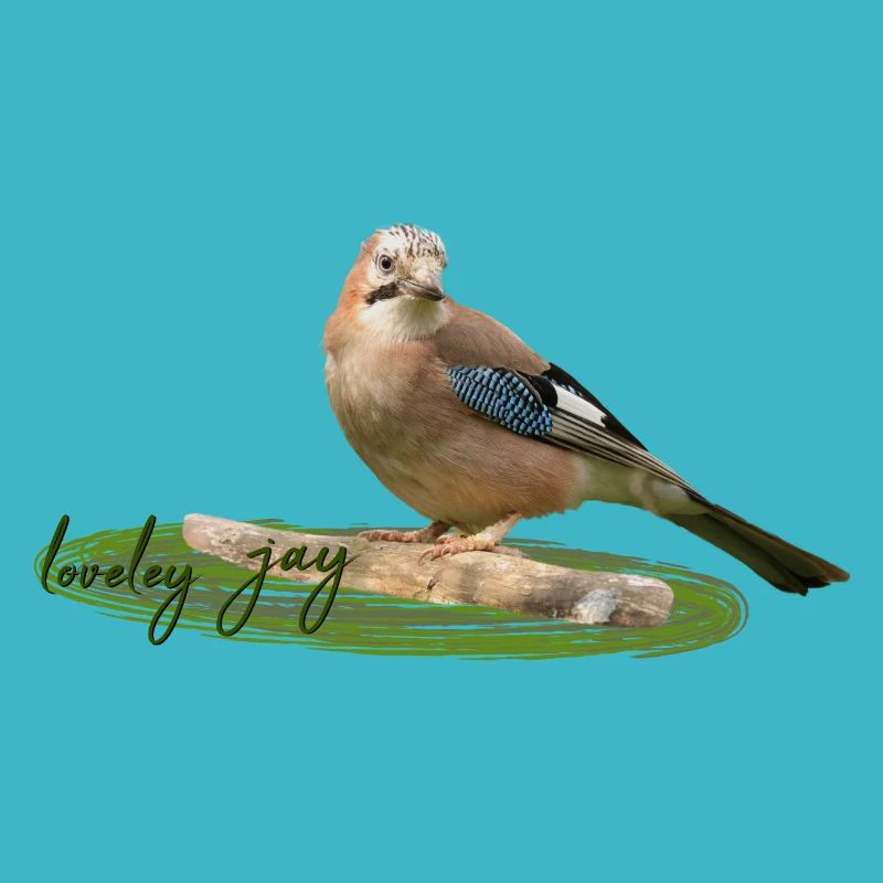 Jay
