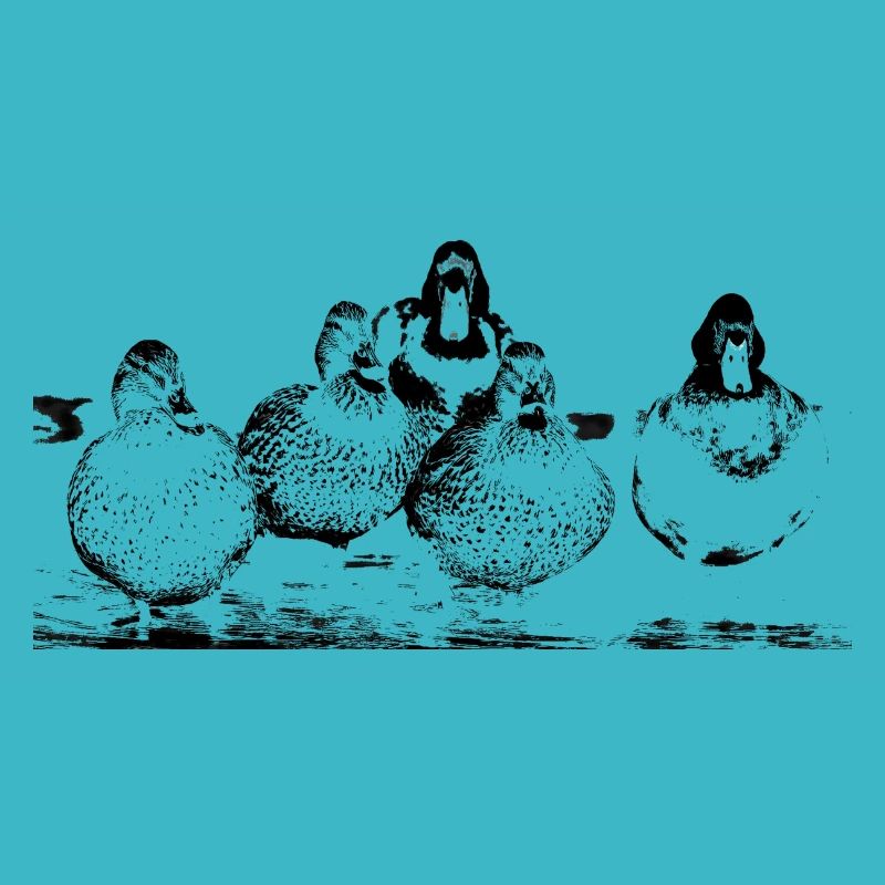 Canards à l’étang