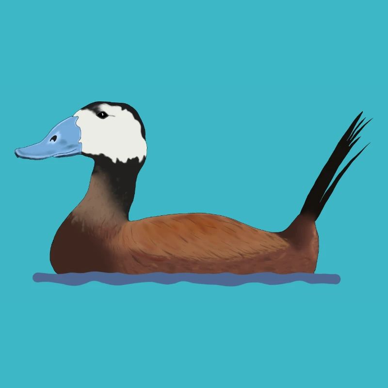 White-headed duck