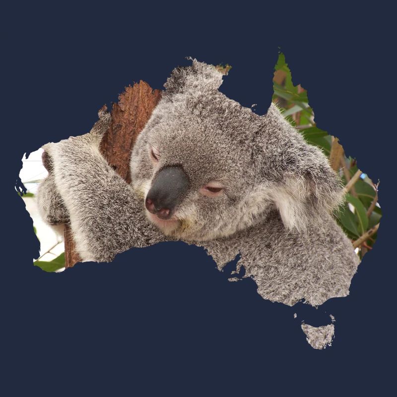 koala