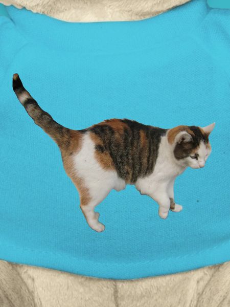 Katze