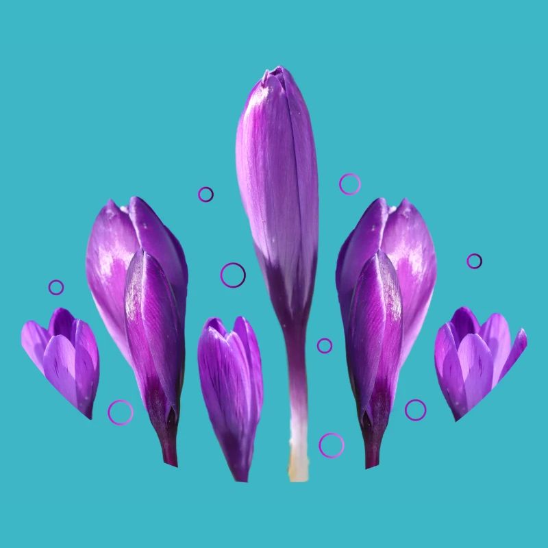 Crocuses Spring Spring Beginning