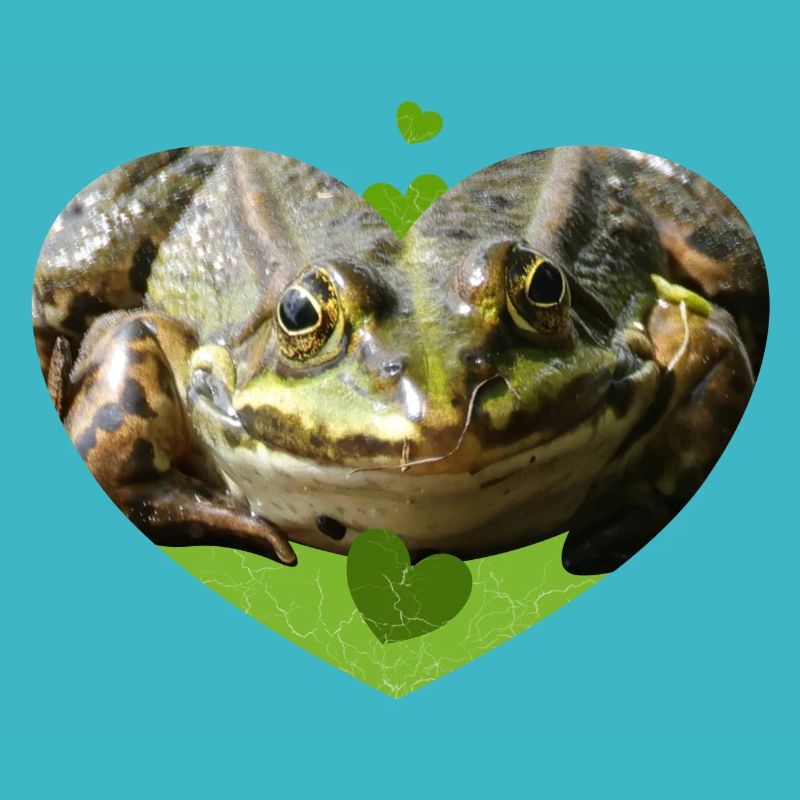 Frog Toad Frogs Prince