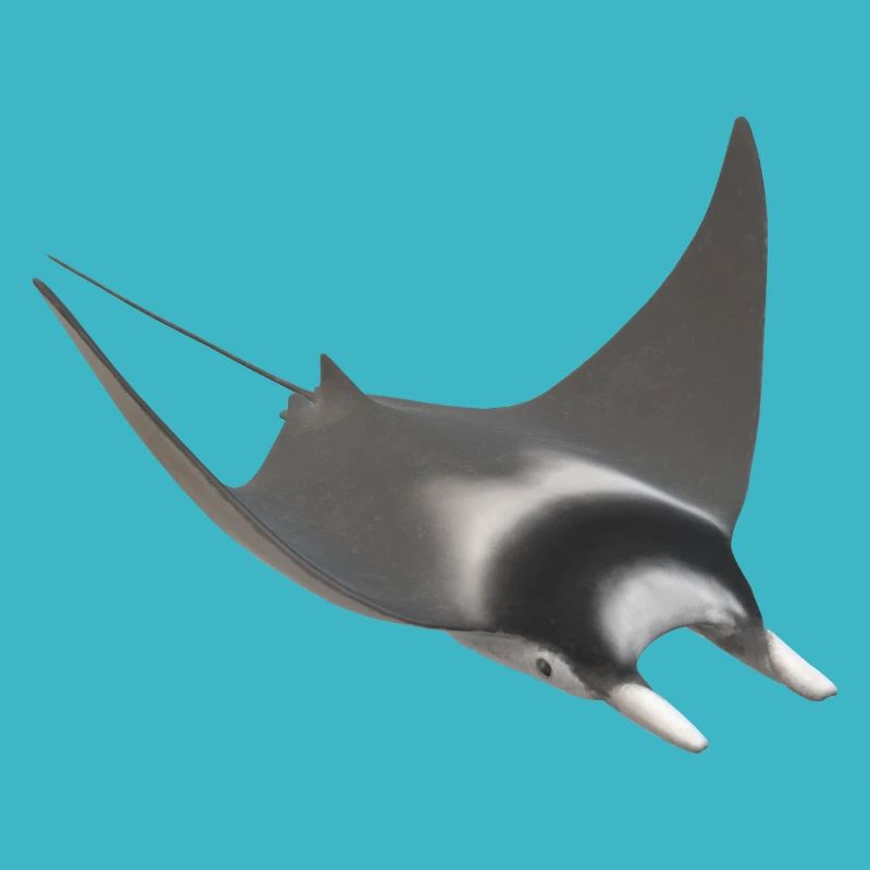 3d stingrays