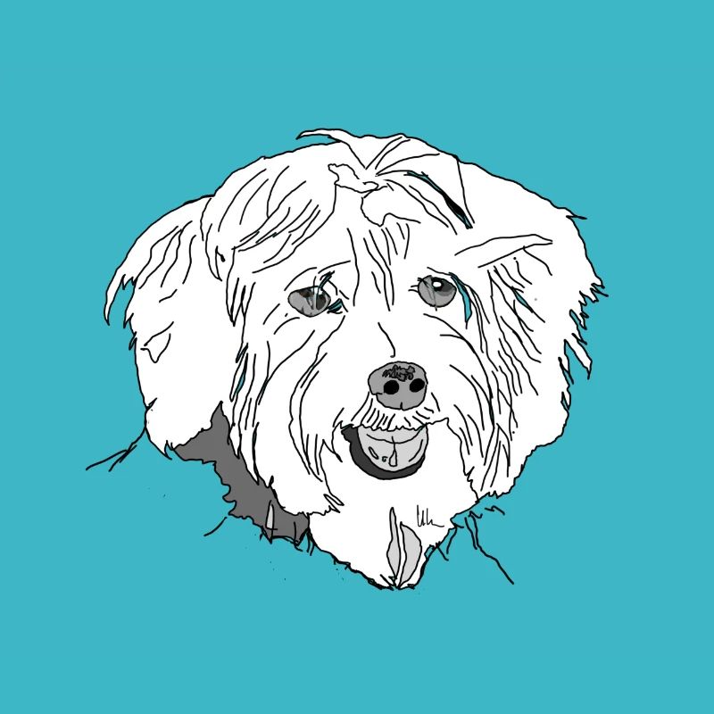 Havanese