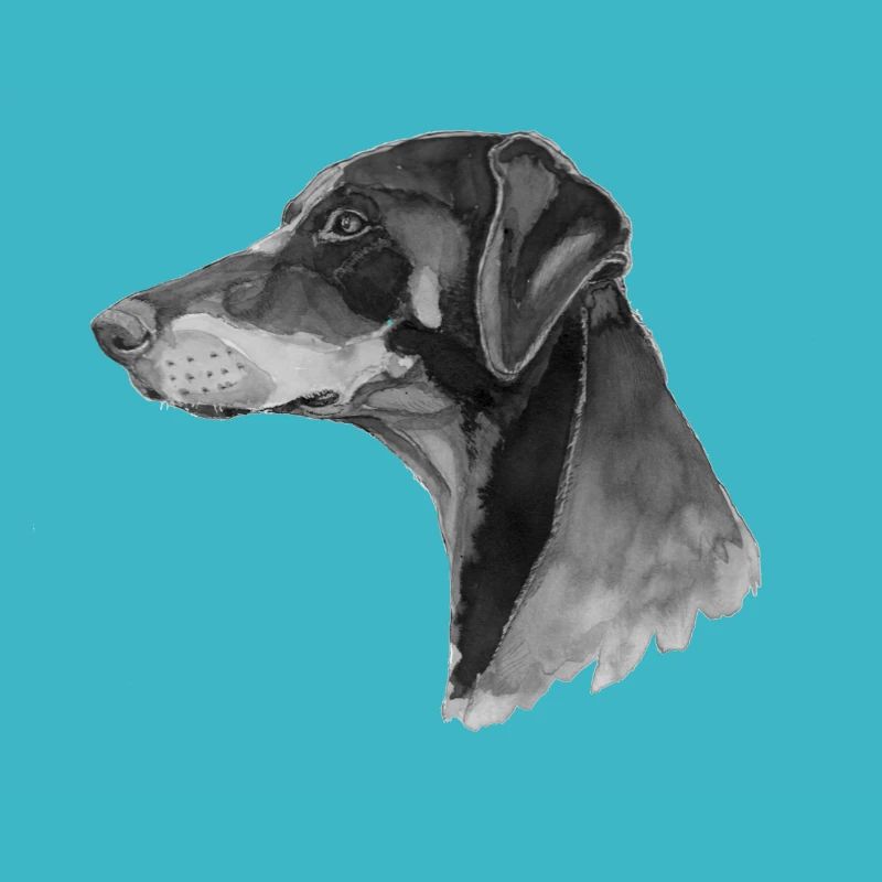 Pince Doberman