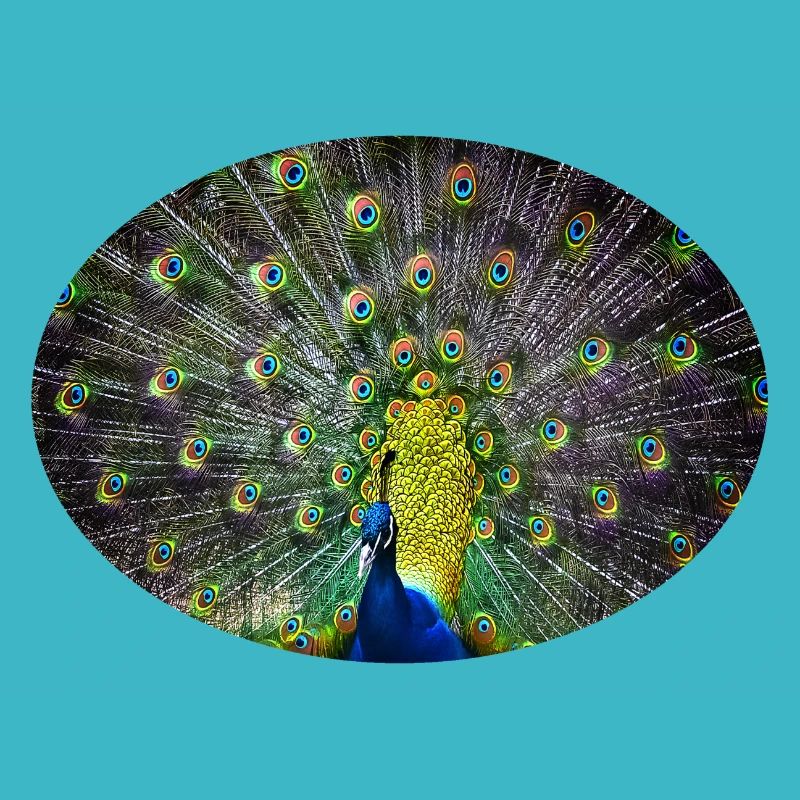 Pfau