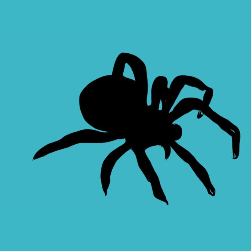 Araignée