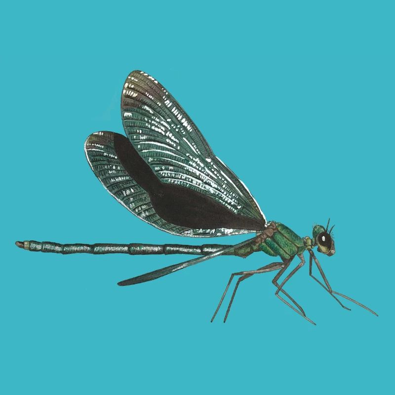 Dragonfly dragonfly