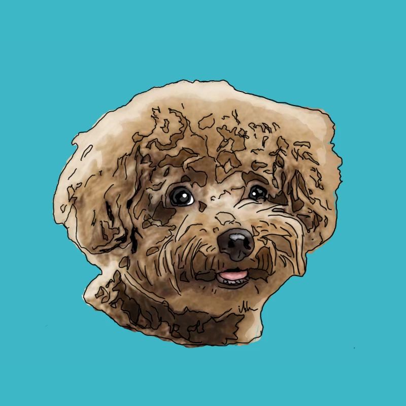 Caniche