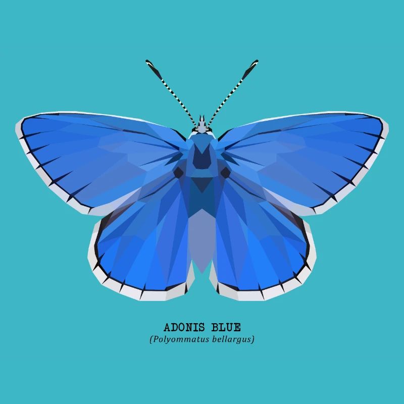 Adonis Blue