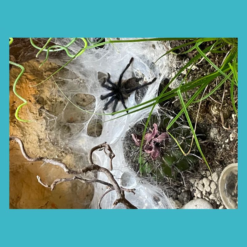 Tarantula in the web
