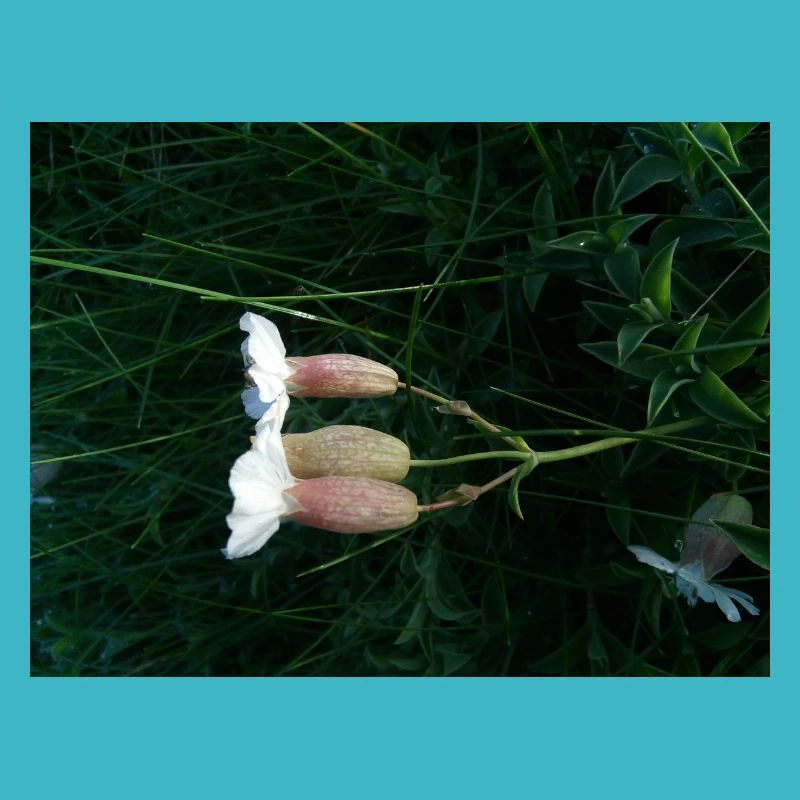 Blume liegt im Wind