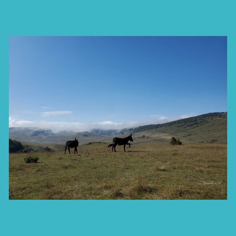 Donkeys, Mountains, Meadows
