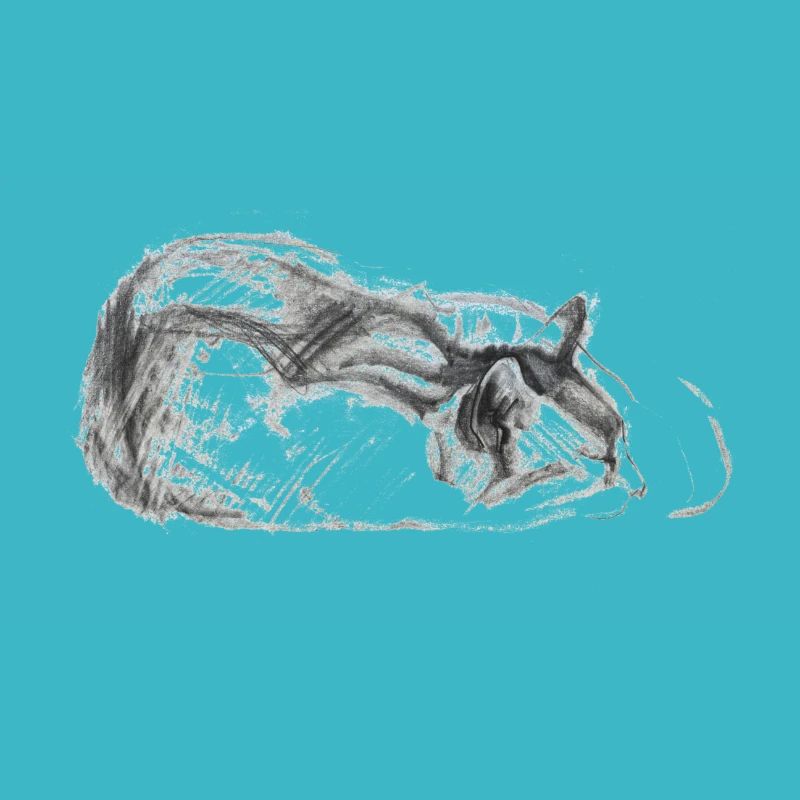 Katze schlafend