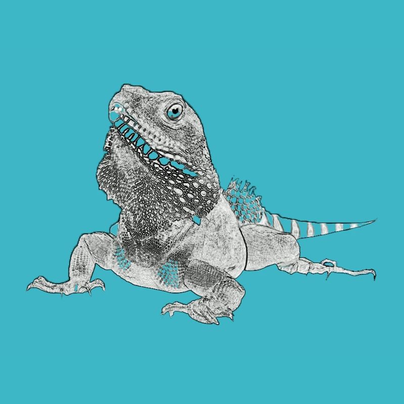 Lizard