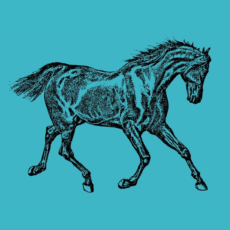 Pferd schwarz