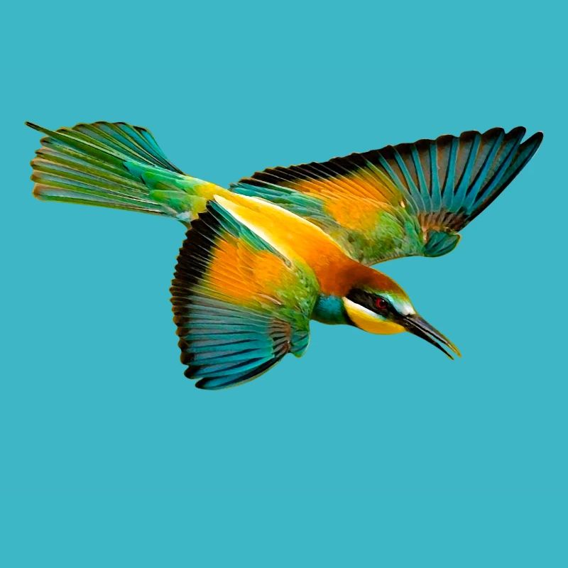 Bee-eater bird