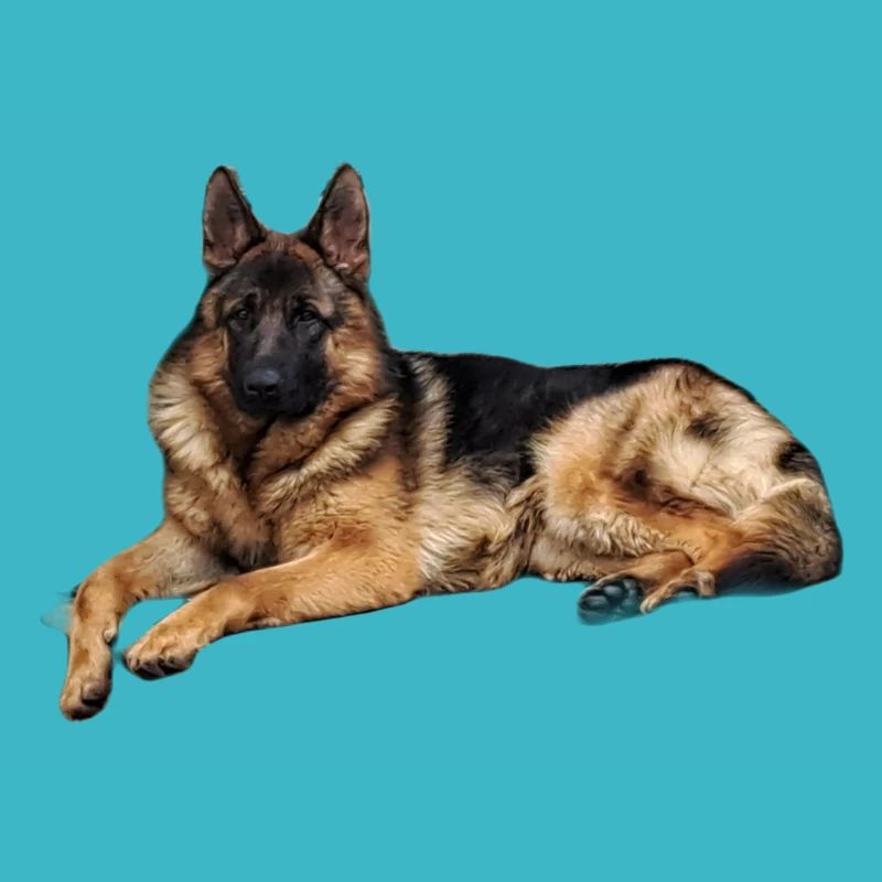 Berger allemand C Lasse