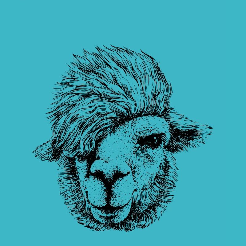 Alpaca - Lama with hipster hairstyle